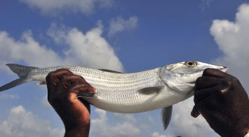 bonefish Photography Bahamas