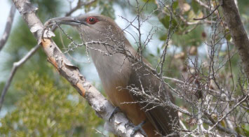 Great lizard cuckoo