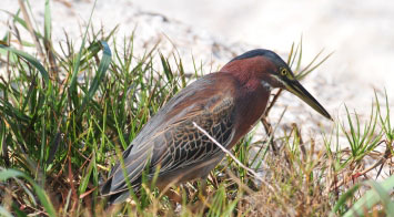 great lizard cuckoo bahamas