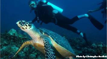 dive with sea turtles
