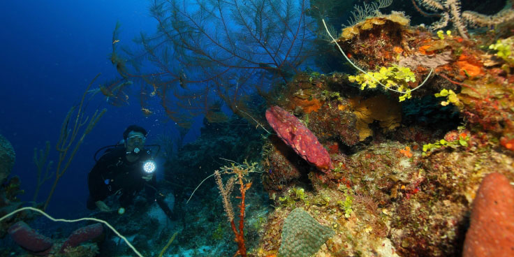 Scuba Diving in The Bahamas